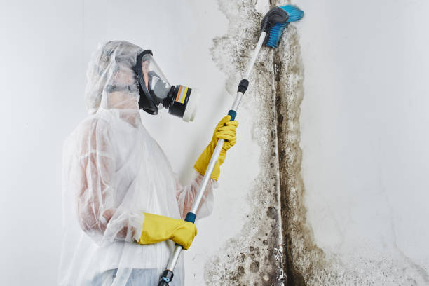 Best Affordable Mold Removal  in Blanco, TX