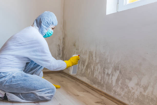 Best Mold Testing and Removal  in Blanco, TX