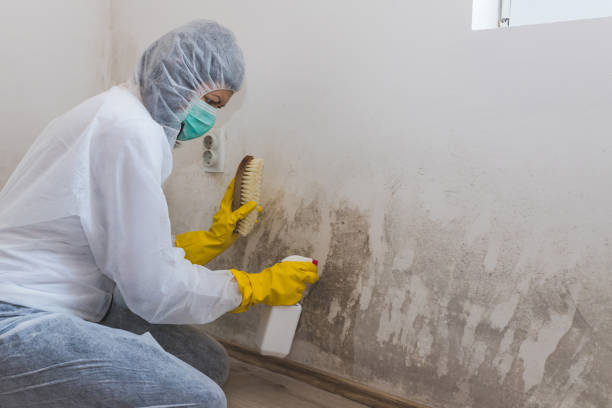 Certified Mold Removal in Blanco, TX