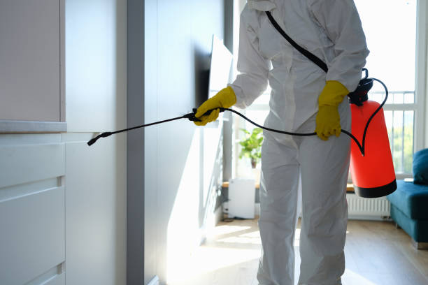Best Commercial Mold Removal  in Blanco, TX