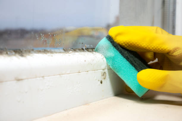 Best Mold Cleaning Services  in Blanco, TX