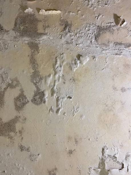 Best Mold Removal Company Near Me  in Blanco, TX