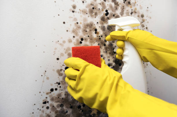 Professional Mold Removal in Blanco, TX