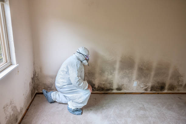 Best Mold Inspection  in Blanco, TX