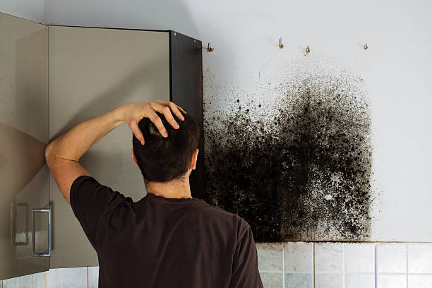 Best Mold Remediation  in Blanco, TX