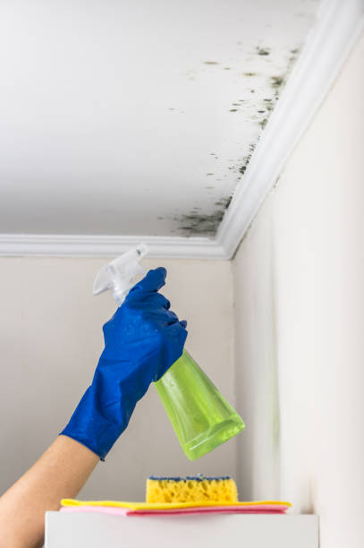 Best Office Mold Removal Services  in Blanco, TX