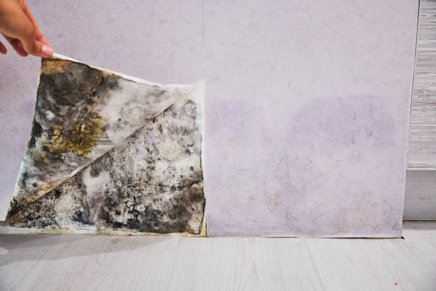 Best Office Mold Removal Services  in Blanco, TX